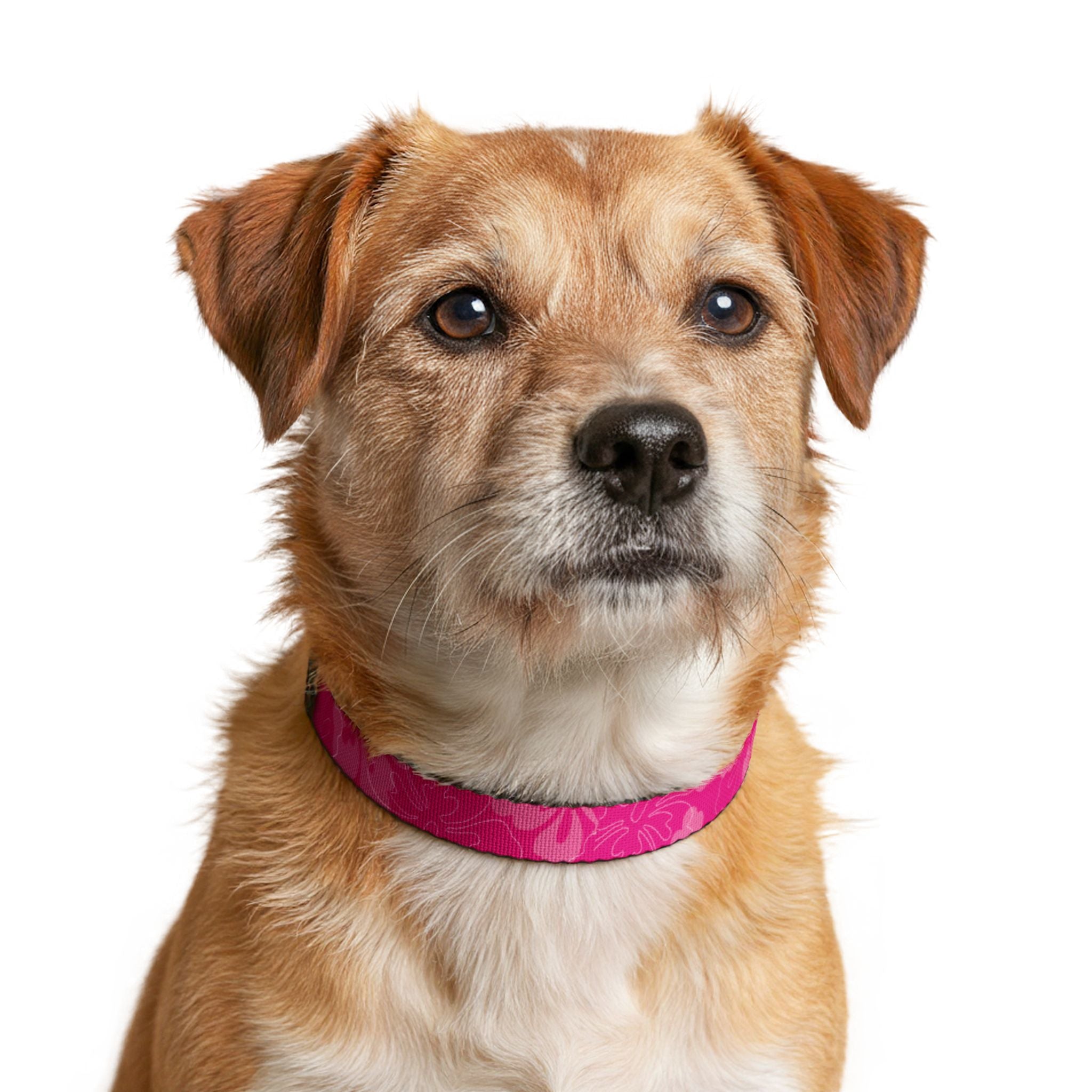 Pink Camouflage Clip-On Pet Collar | Adjustable Dog Collar