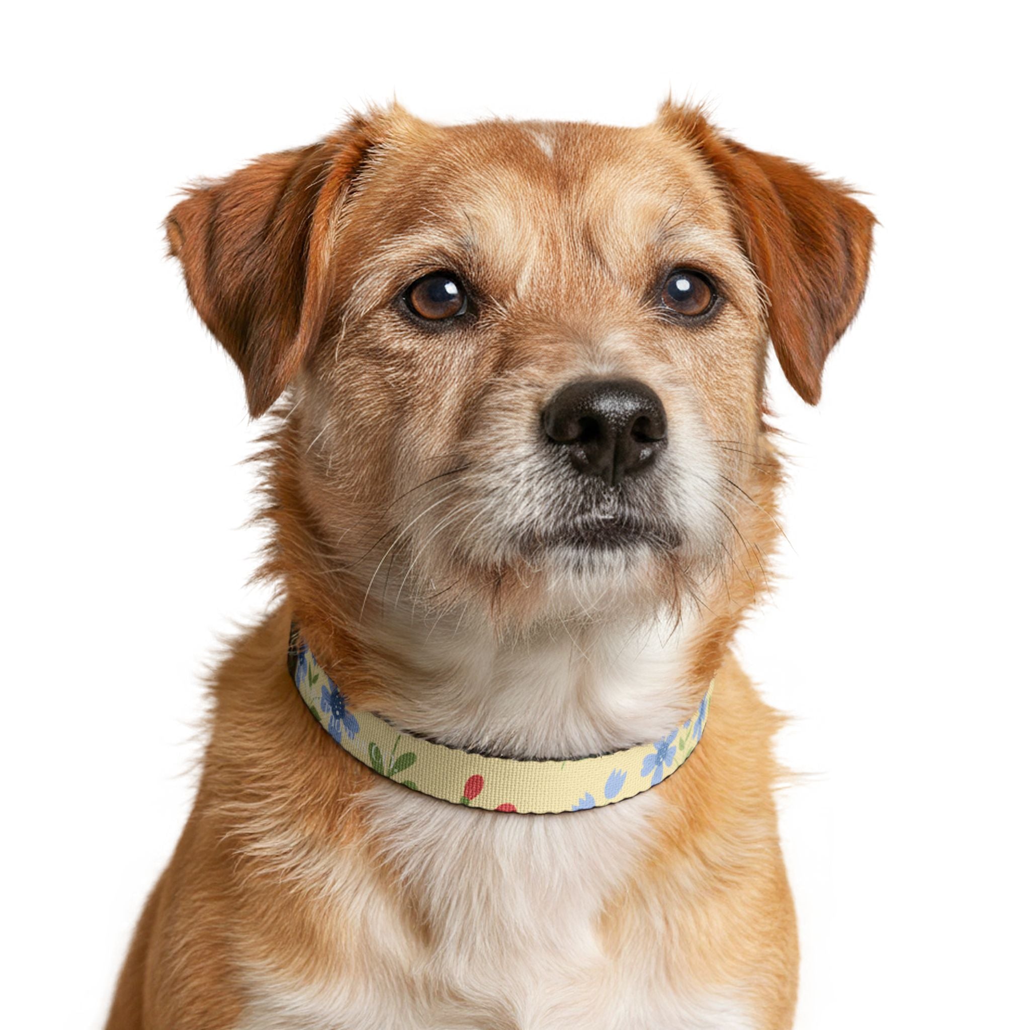 Floral Clip-On Pet Collar | Pastel Wildflower Design for Small Dogs & Cats